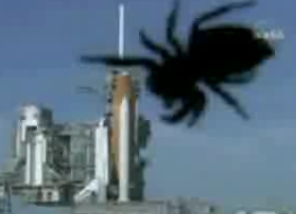 When Spiders Attack!